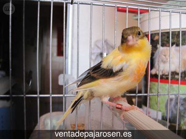 Cria de canarios en casa Pueblonuevo del Guadiana?